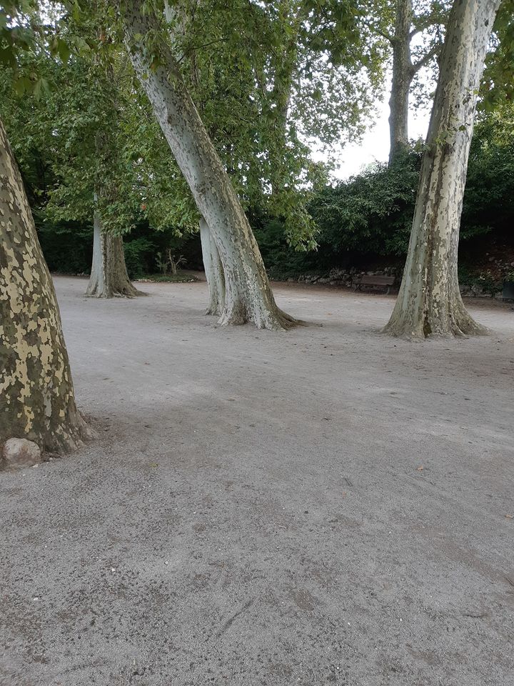 Arbres Arbres
